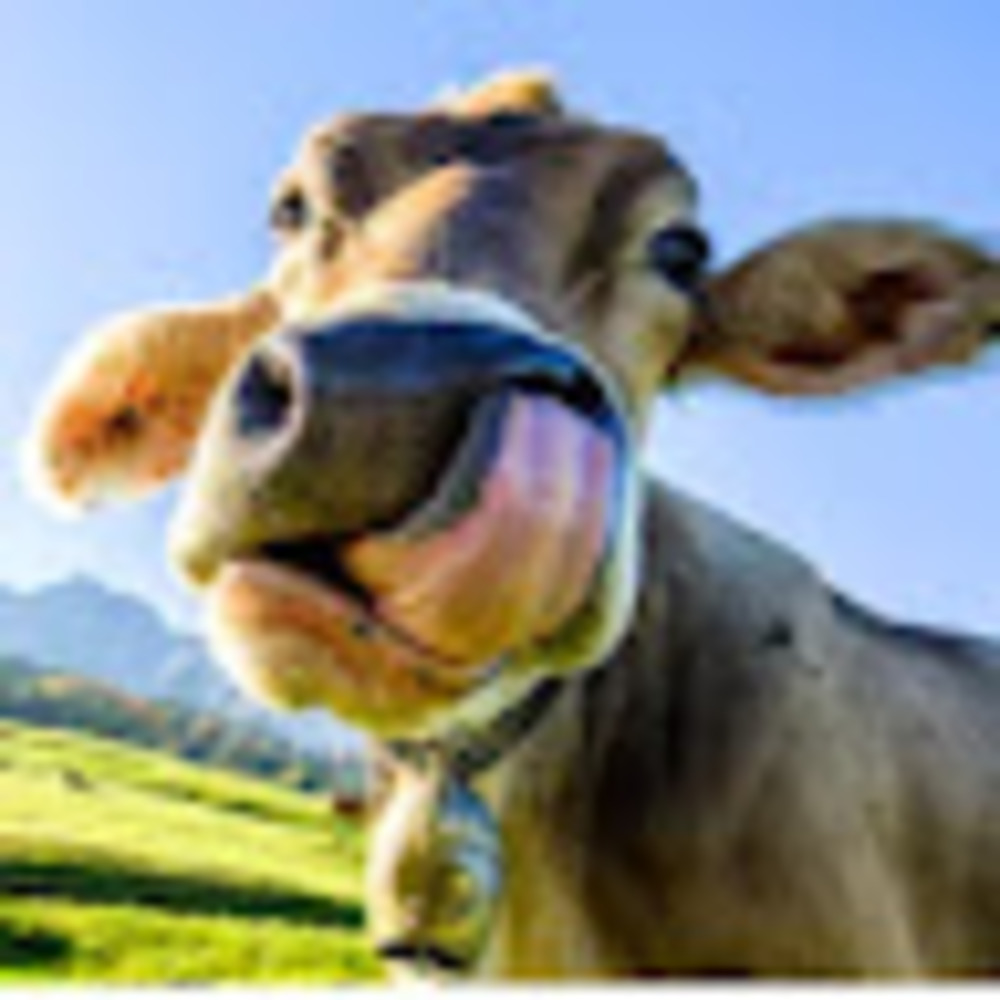 Meet your Posher, Anastasia